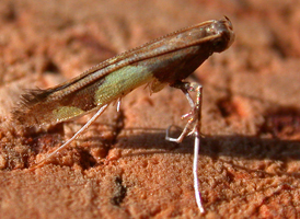 Maple Leafblotch Miner 